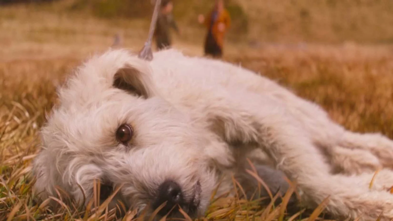Explicação para a Cena de Supergirl em Que Krypto Não Vai para um Sol Amarelo