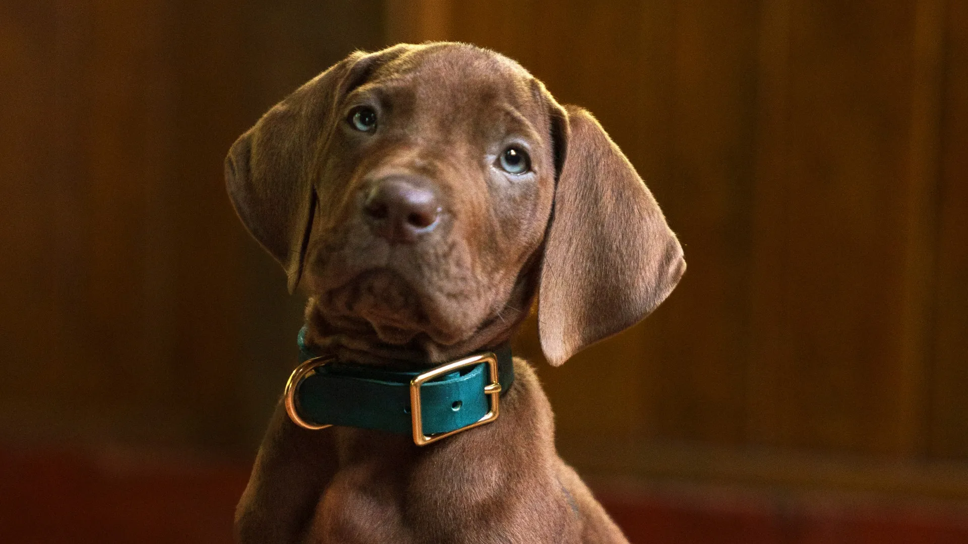 Netflix conclui produção da nova série live-action Scooby-Doo: Origins