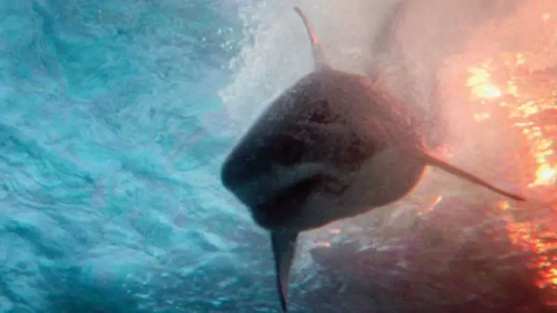Deep Water (2026) resgata clima de clássicos de tubarão e conquista fãs de Deep Blue Sea
