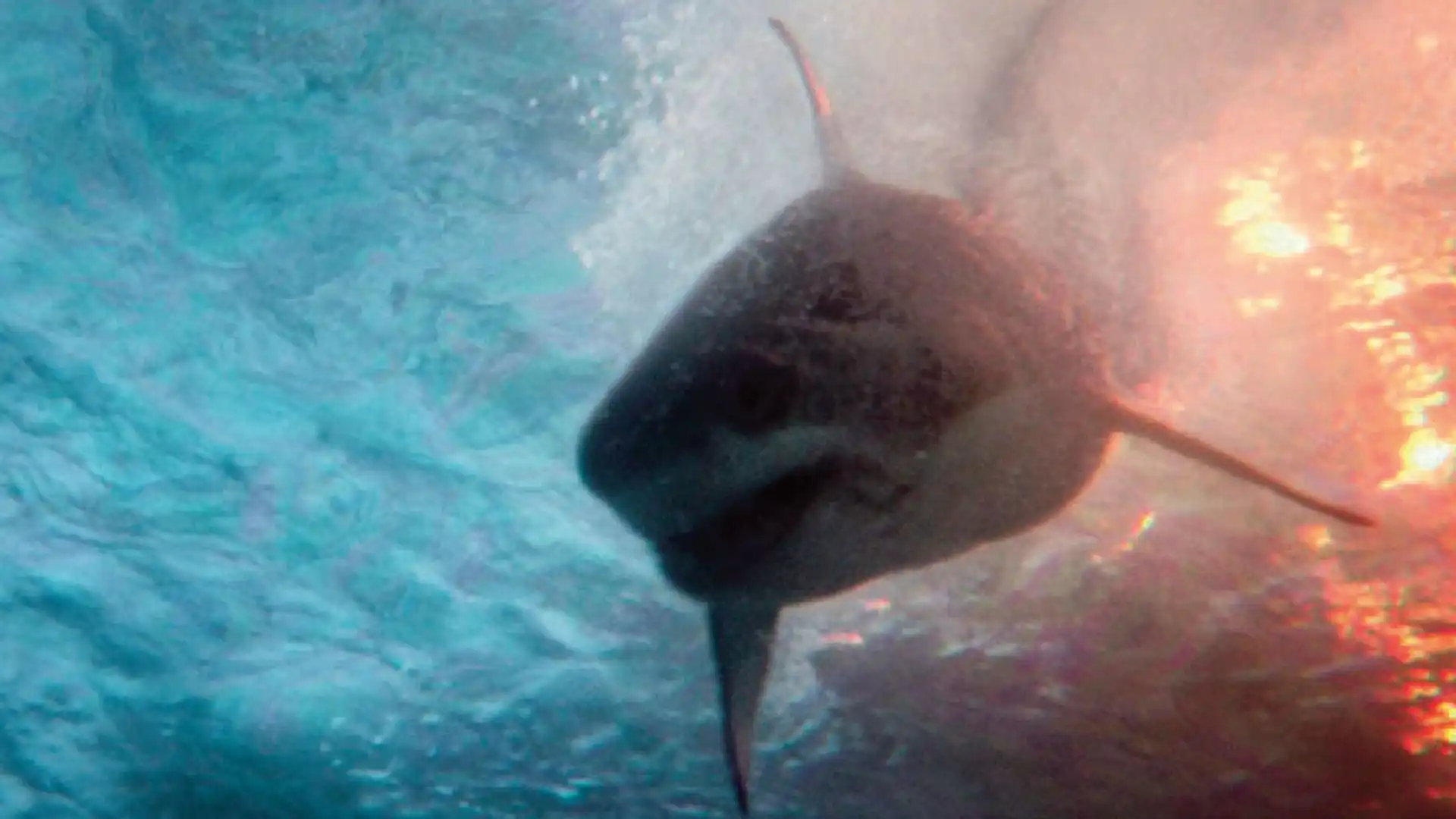 Deep Water (2026) resgata clima de clássicos de tubarão e conquista fãs de Deep Blue Sea
