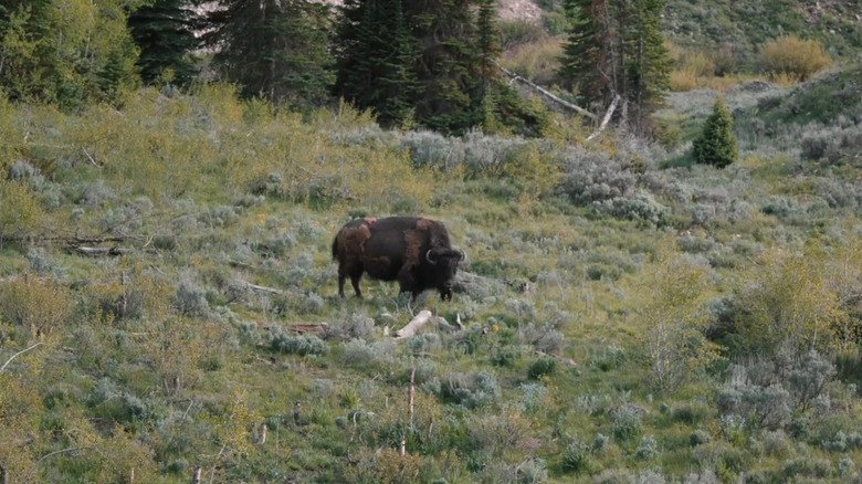 Marshals dá nova abordagem a símbolo animal tradicional de Yellowstone